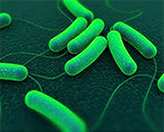 патогенные бактерии