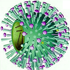 микробы и вирусы