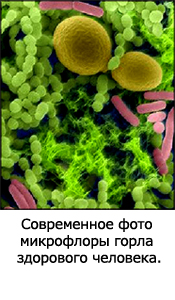 современное фото микрофлоры горла здорового человека
