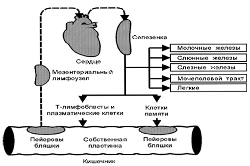 Схема рециркуляции лимфоцитов