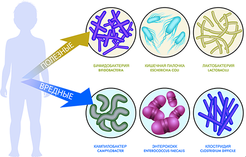 вредные и полезные бактерии в микрофлоре кишечника