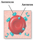 антитело и антиген