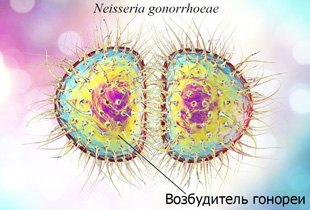 возбудитель гонореи - Гонококки Neisseria gonorrhoeae