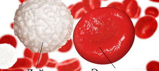 Лейкоциты и эритроциты в крови