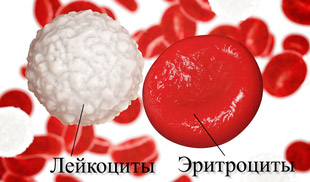 Повышенные лейкоциты в крови у мужчины