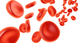 клетки крови эритроциты