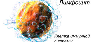 лимфоциты клетки иммунной системы