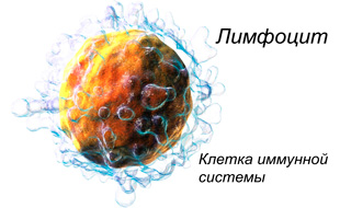 лимфоциты - клетки иммунной системы