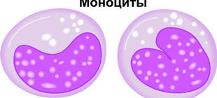 строение клеток моноцитов