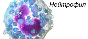 строение клетки нейтрофила