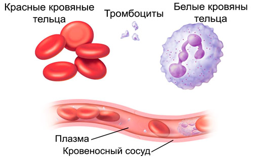 клетки крови: эритроциты, лейкоциты, тромбоциты