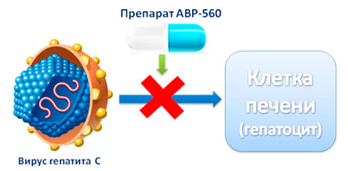 ABP-560 новый препарат для лечения гепатита C