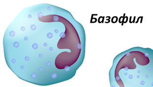 клетки базофилы