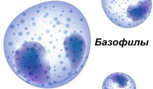 строение клеток базофилов