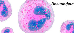 клетки эозинофилы