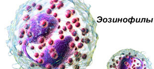 клетки эозинофилы