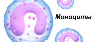 внешний вид моноцитов при увеличении
