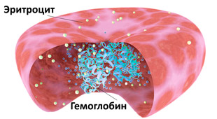 гемоглобин в эритроците