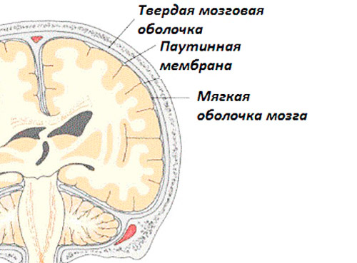 строение головного мозга человека
