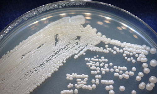 грибы candida в лаборатории